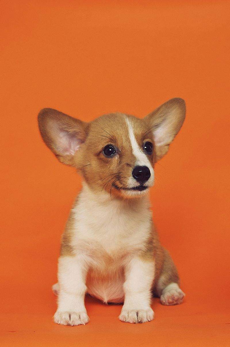 春のお散歩前に見直したい、愛犬の足元ケア
